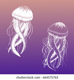 Vector illustration colored jellyfish