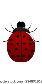 vector illustration of a colored ladybug tail