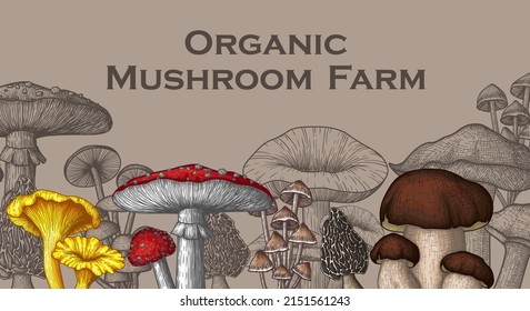 Vektorgrafik von farbigen und linearen Pilzen. Fliegenagrarisch, Chanterelles, Porcini-Pilze, Honigmuskeln, Morel, Mycena, Berooooosen, Boletus in Stahl-Gravur