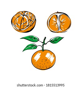 Vector illustration of a colored Mandarin with leaves on a white isolated background. Shop sketch, banner, menu, and logo. EPS 10