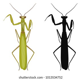 Vector illustration of colored mantis and its silhouette isolated on white background, top view. Insects