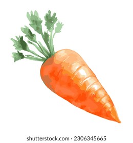 Una ilustración vectorial de una zanahoria naranja y verde fresca está en un fondo blanco