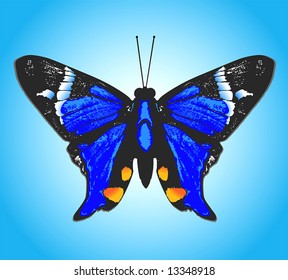 Vector illustration of colored print of butterfly over blue background