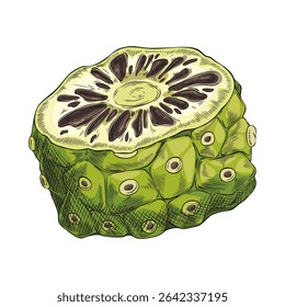 Vector illustration of colored sketch of noni fruit half, hand drawn. Organic tropical plant. Ingredient for medicine, cosmetology. Super product. Isolated background. Vegetarianism.