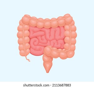 Vector illustration of colored small and large intestine. Human internal organ, digestive system.
