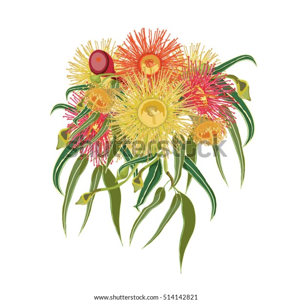 Download Vector Illustration Colorful Australian Native Flowers ...