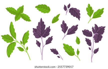 Vector illustration of colorful basil isolated on white background. Fresh Herbs Image. Universal icons for food and nature design. Set of fresh basil in green and purple colors.