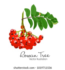 Vector illustration of colorful beautiful rowan tree branch. Red berries and green leaves on white background. Hand drawn.