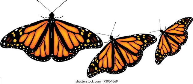 vector illustration of colorful butterflies on white background