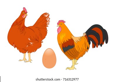 Vector illustration of colorful chicken, egg and rooster on white background.