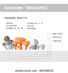 vector illustration of colorful flat design style forest mushroom infographic with mushroom names and benefits for health as a template for your design, article or print