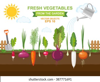 Vector illustration of colorful fresh organic food. Spring vegetable garden with different kind root veggies and watering can. Radishes, carrots , beets and onions