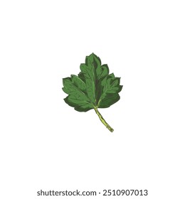 Vector illustration of a colorful gooseberry leaf in hand-drawn style on a white background. The illustration is ideal for a design with natural elements