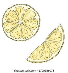 Vector illustration of colorful hand drawn lemon slices isolated on white background. Design for citrus juice, natural and organic products packing