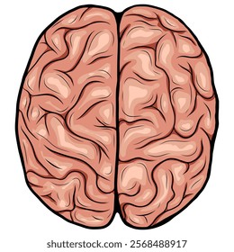 Vector illustration of colorful human brain top view in line drawing style, for medical education science neurology psychology, research cognitive studies, healthcare, modern abstract concepts