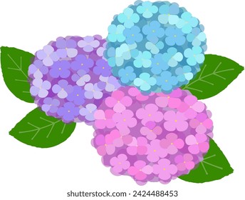 vector illustration of colorful hydrangea flowers