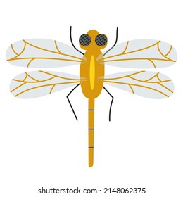Vector illustration of colorful insect dragonfly isolated on white. Hand drawing style. Drawing element