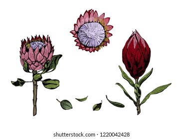 Vector illustration of colorful king protea flowers, buds and leaves. Protea, South Africa symbol, isolated on white background, hand drawn and colored.