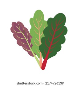 Vector illustration of colorful leafy collard greens. Plant based healthy diet green smoothie ingredients gut microbiome nutrients concept