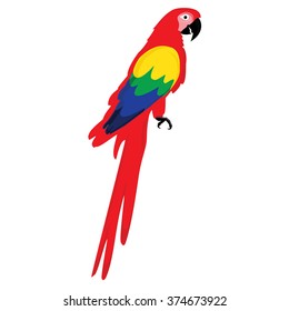 Vector illustration colorful macaw parrot. Beautiful macaw. Cartoon red parrot 