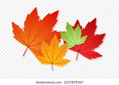 Vector illustration of colorful maple leaves on transparent background