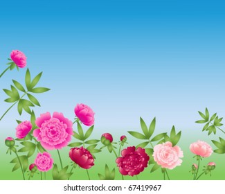 vector illustration of colorful paeonia flowers and green leaves on blue in eps10 format