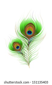 ilustración vectorial de la pluma de pavo real colorida contra blanco