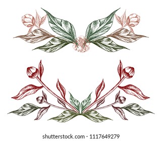 Vector illustration with colorful peonies and leaves. Linear  graphics, sketch, ink drawing, imitation of engraving.  Hand drawn plants,  line-art on white background. Retro, vintage flowers.