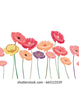 Vector illustration of colorful poppies in a row. Vector illustration on white background