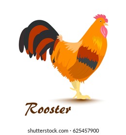 Vector illustration of colorful rooster on white background.