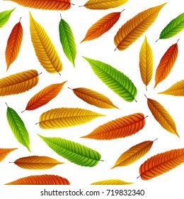 Vector illustration of Colorful rowan leaves isolated on white background