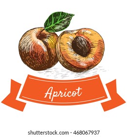 Vector illustration colorful set with apricot. Illustration of fruits