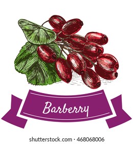 Vector illustration colorful set with barberry. Illustration various of vegetables on white background