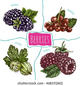Vector illustration colorful set with berries. Various kinds of berries on white background