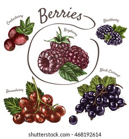 Vector illustration colorful set with berries. Various kinds of berries on white background