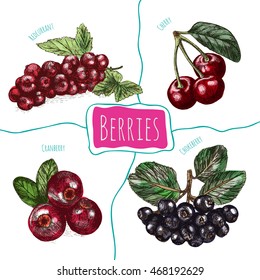 Vector illustration colorful set with berries. Various kinds of berries on white background