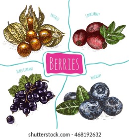 Vector illustration colorful set with berries. Various kinds of berries on white background