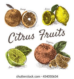 Vector illustration colorful  set with citrus fruits. Different sort of citrus fruits on white background