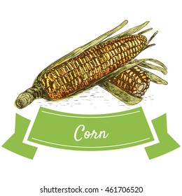 Vector illustration colorful set with corn. Illustration sorts of vegetables on white background