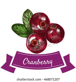 Vector illustration colorful set with cranberry. Illustration various of vegetables on white background