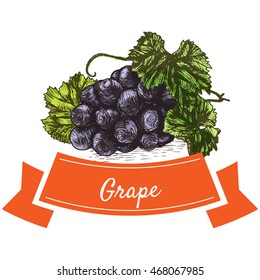 Vector illustration colorful set with grape. Illustration of fruits