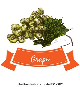Vector illustration colorful set with green grape. Illustration of fruits