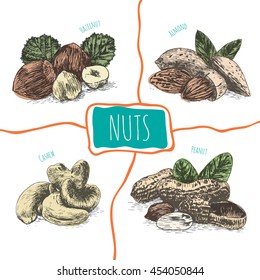 Vector illustration colorful  set with nuts. Different sort of nuts on white background