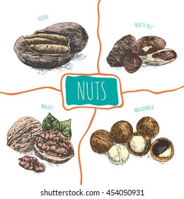 Vector illustration colorful  set with nuts. Different sort of nuts on white background