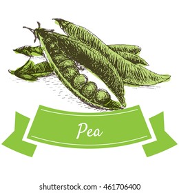 Vector illustration colorful set with pea. Illustration sorts of vegetables on white background