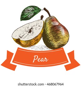 Vector illustration colorful set with pear. Illustration of fruits