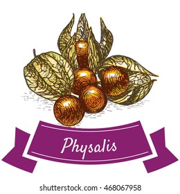 Vector illustration colorful set with physalis. Illustration various of vegetables on white background