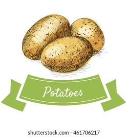 Vector illustration colorful set with potatoes. Illustration sorts of vegetables on white background