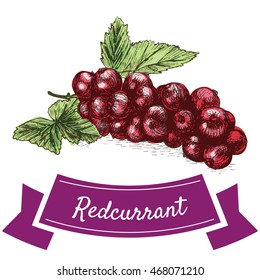 Vector illustration colorful set with redcurrant. Illustration various of vegetables on white background