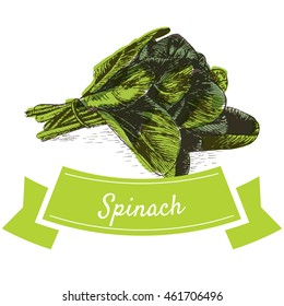 Vector illustration colorful set with spinach. Illustration sorts of vegetables on white background